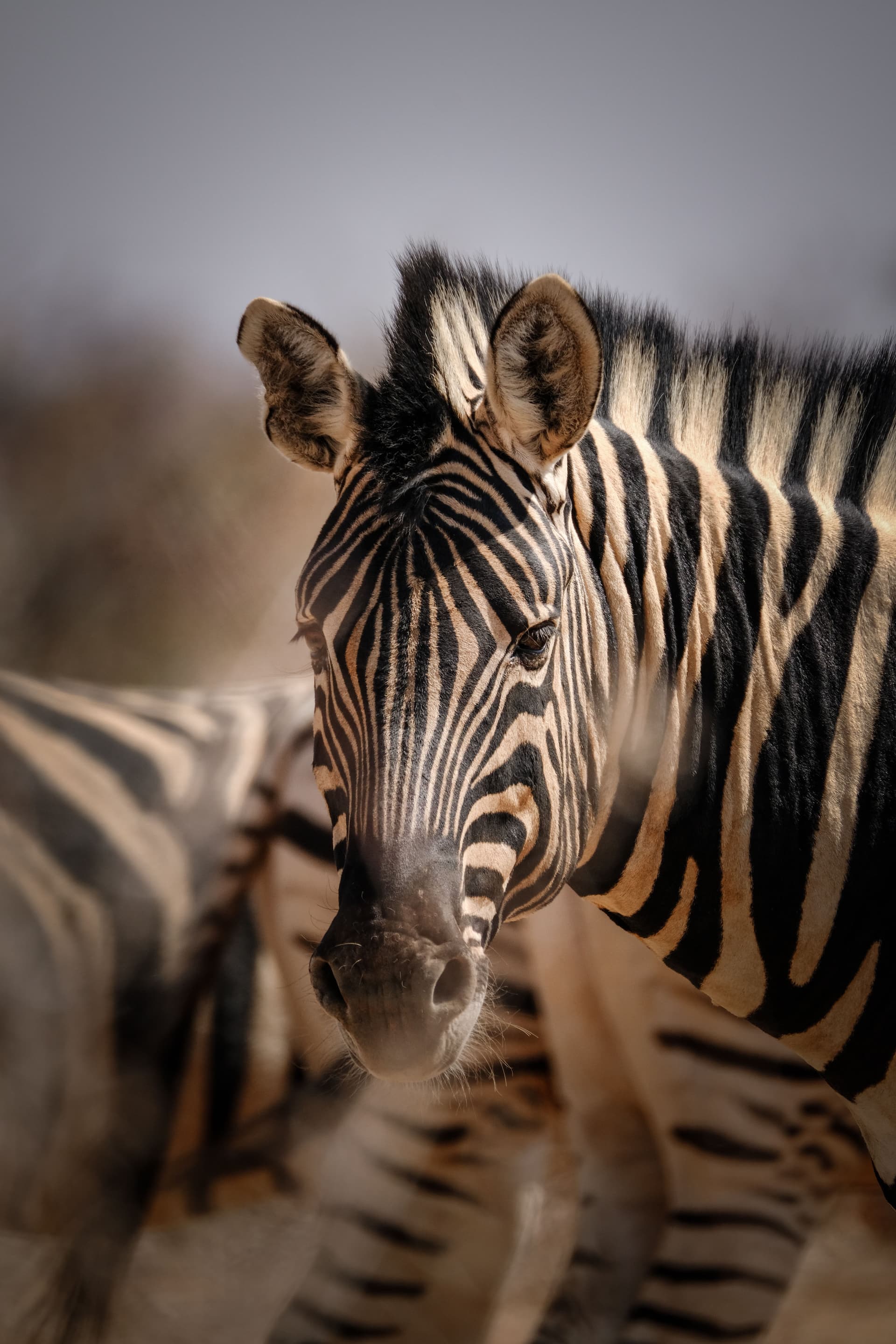 Wildlife photography — animal in natural habitat